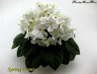 SpringPromise7
