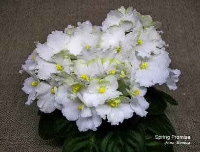 SpringPromise8