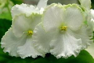 SpringPromise9