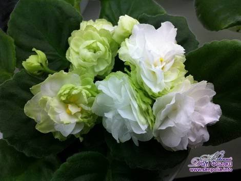 SpringRose1