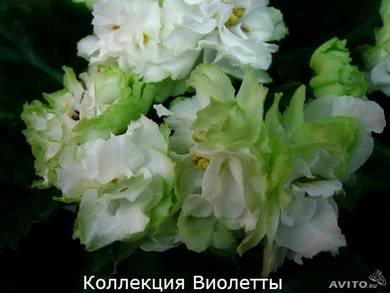 SpringRose2
