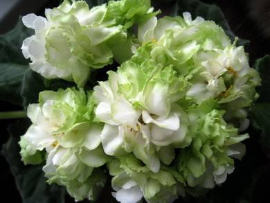 SpringRose3