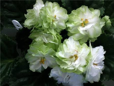 SpringRose4