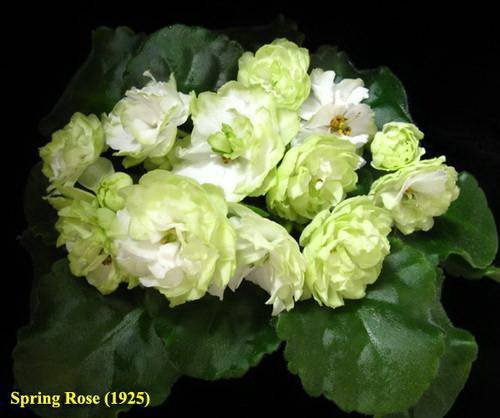 SpringRose5