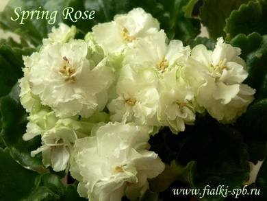 SpringRose7