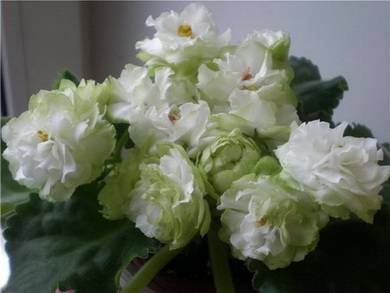 SpringRose8