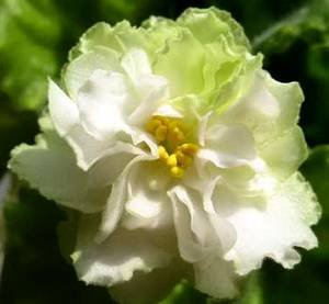 SpringRose9