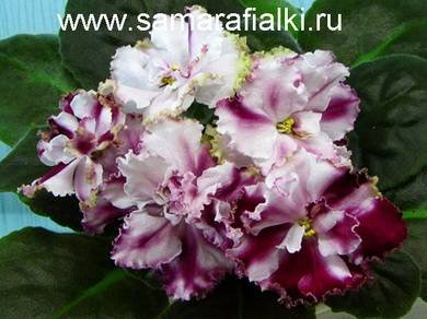 Стассия4