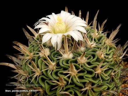 Stenocactus1