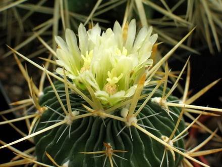 Stenocactus10