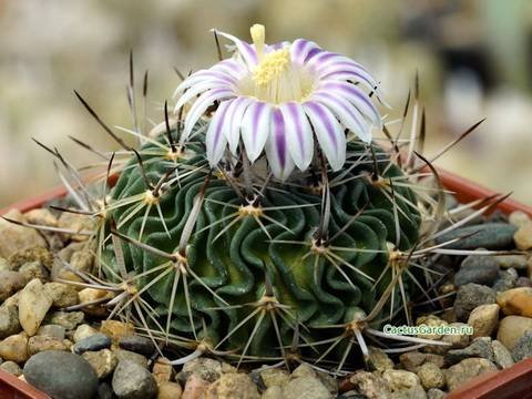 Stenocactus11
