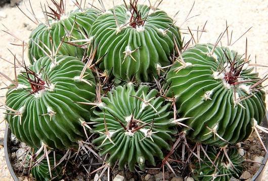 Stenocactus14