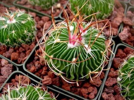 Stenocactus5