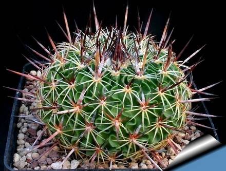 StenocactusBoedekerianus