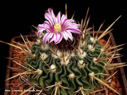 StenocactusCcaespitosus