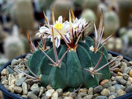 StenocactusCoptonogonus