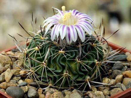 StenocactusCrispatus