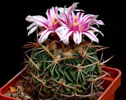 StenocactusErectocentrus