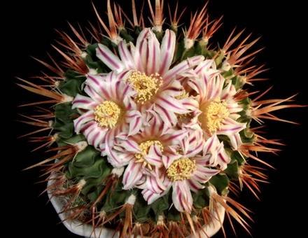 StenocactusHastatus