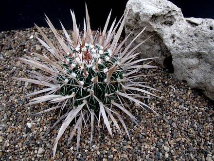 StenocactusLloydii