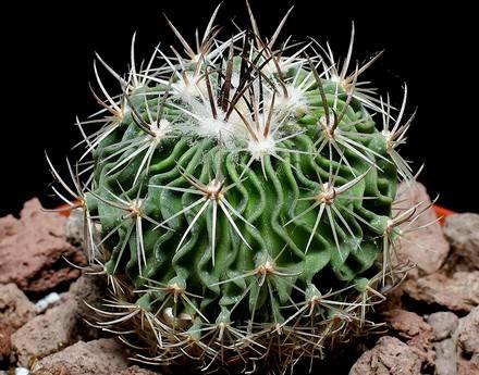 StenocactusMulticostatus