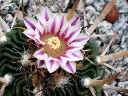 StenocactusObvallatus