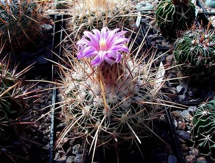 StenocactusOchoterenaus