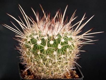 StenocactusVaupelianus