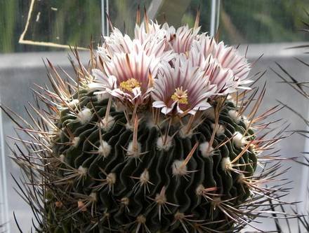 StenocactusViolaciflorus