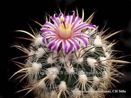 StenocactusWippermannii