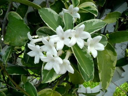 StephanotisFloribundaVariegata1