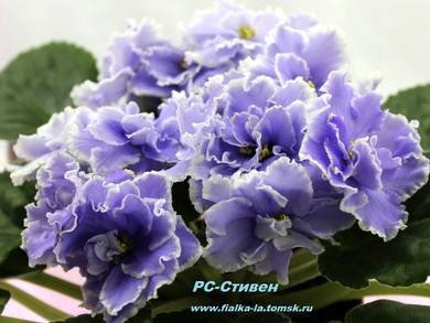 Стивен5