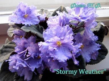 StormyWeather5