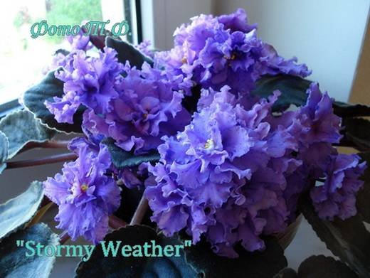 StormyWeather6