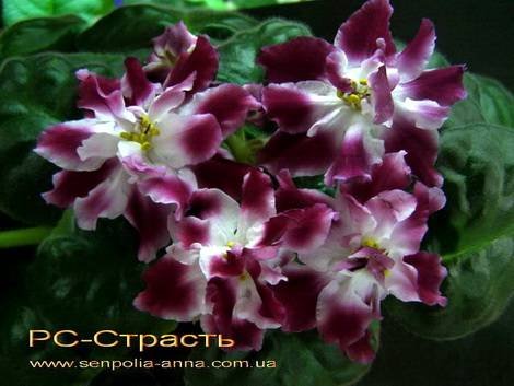 Страсть1