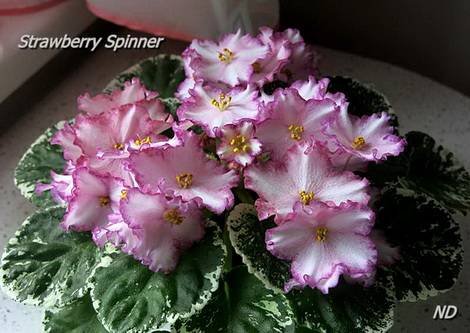 StrawberrySpinner1