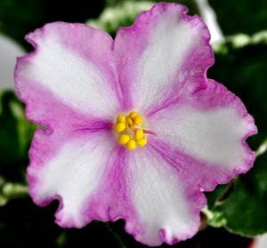 StrawberrySpinner9