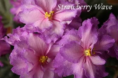 StrawberryWave4