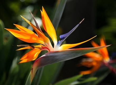 Strelitzia8