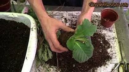 Streps-Пересадка8