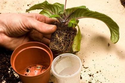 Streps-Пересадка9