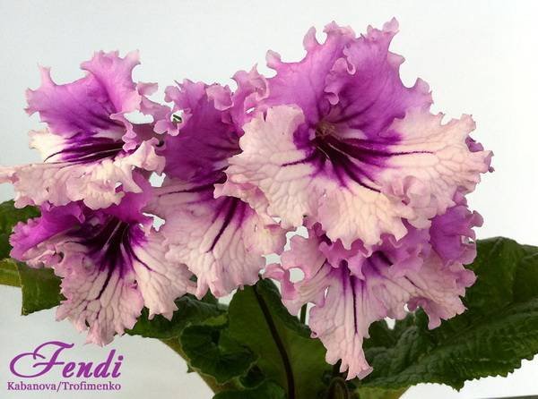 Streptocarpus3