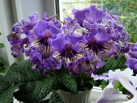 Streptocarpus5
