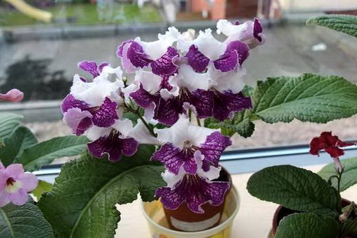 Streptocarpus9