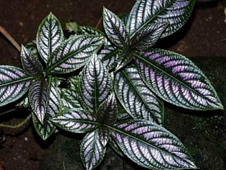 Strobilanthes1