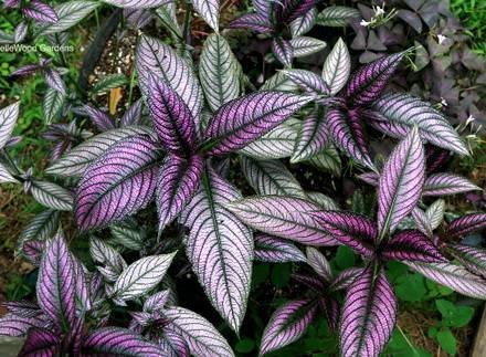 Strobilanthes2