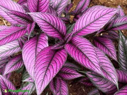 Strobilanthes3