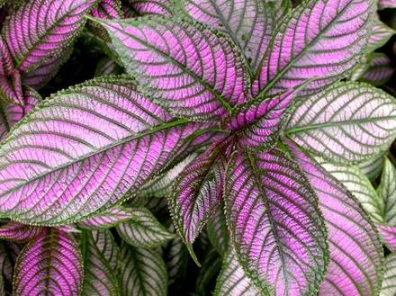 Strobilanthes4