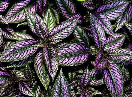 Strobilanthes5