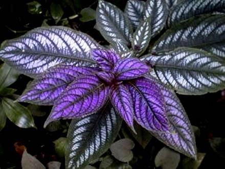 Strobilanthes6